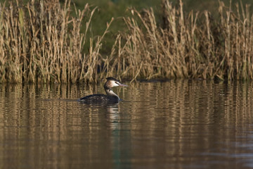 Great crested grebe
