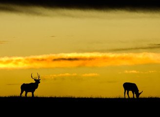 Silhouette of American Elk