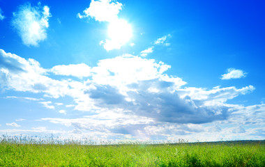field of fresh summer grass and clouds