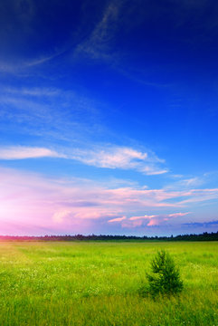 field of daisies and sunset