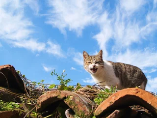 Foto op Plexiglas chat sur le toit © rachid amrous