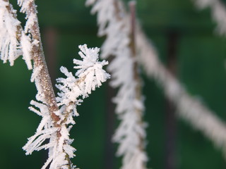 gelée hivernale