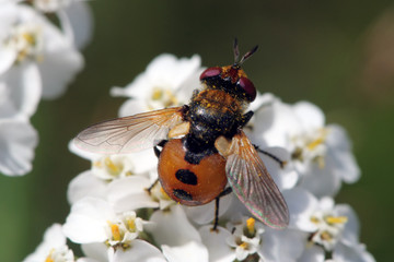 Gymnosoma rotundatus