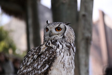 Buho III
