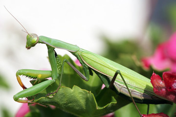 Mante religieuse (Mantis religiosa)