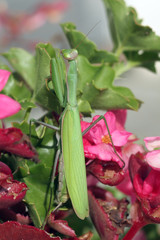 Mante religieuse (Mantis religiosa)