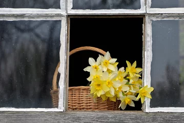 Crédence de cuisine en verre imprimé Narcisse Daffodils on Window Ledge