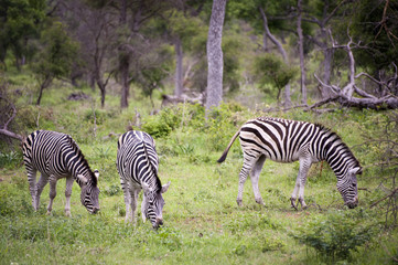 Burchell's Zebra grazing in the Kruger Park, South Africa.