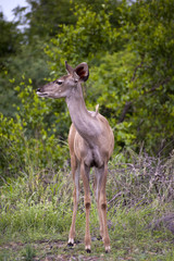 A female kudu, a large species of antelope, on a South African g