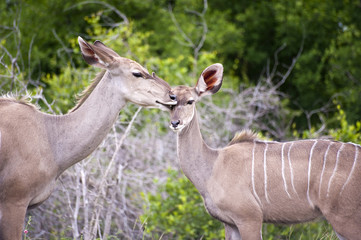 Naklejka na ściany i meble Kudu mother with her cub