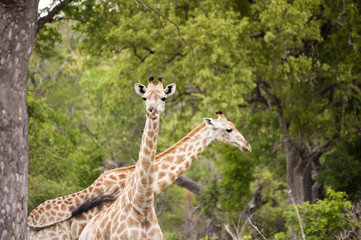 Giraffe in kruger national park