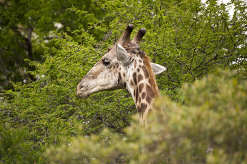 Giraffe in kruger national park