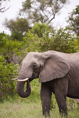 Obraz premium Elephant in Kruger Park