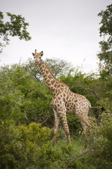 Giraffe in kruger national park
