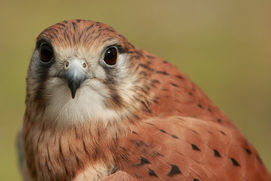 Nankeen Kestrel