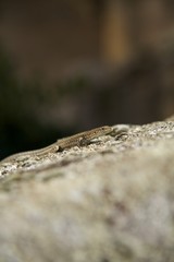 lizard
