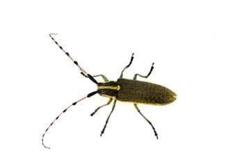 Longhorn beetle isolated on white background