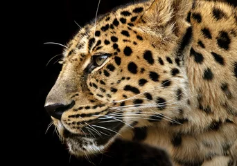 Foto op Canvas luipaard © Sergiy Grek