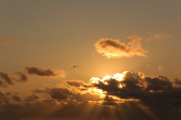 Obraz premium Un oiseau au soleil couchant