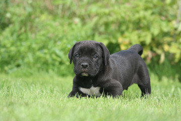 Rigolo petit chiot Cane Corso noir prêt à jouer