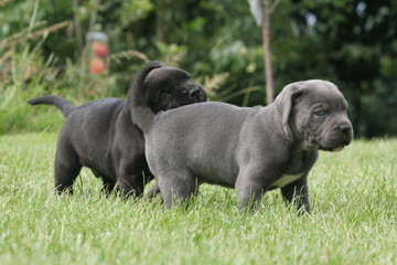 Deux petits Cane Corso à la queue leu leu