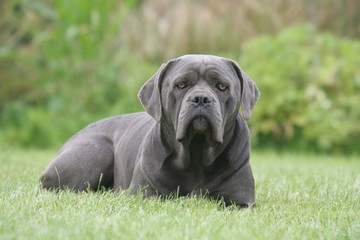 Le Regard Sombre Du Cane Corso Buy This Stock Photo And Explore
