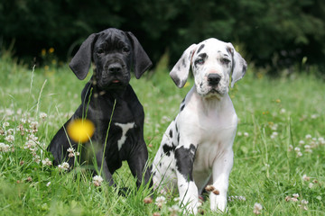 Deux chiots Dogue Allemand à la campagne