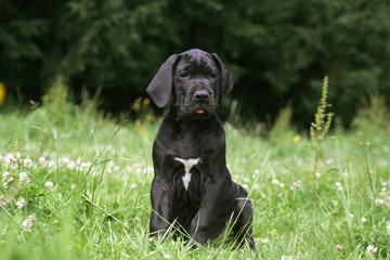 Petit Dogue allemand noir assis sagement