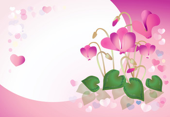 Pink cyclamen on a pink background