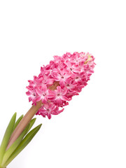 fresh spring flowers