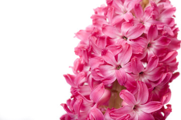 beautiful  spring flower