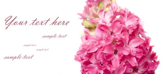 beautiful  spring flower