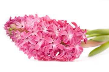 beautiful  spring flower