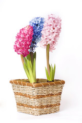 fresh spring flowers in container