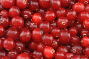 Fresh cranberry.