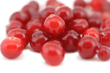 The heap of fresh wet cranberry.