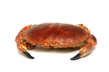 crabe