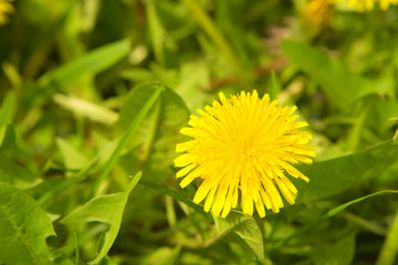 dandelion by springtime