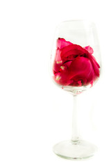 rose in the wine glass on white background
