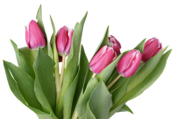 Fresh Pink Tulips