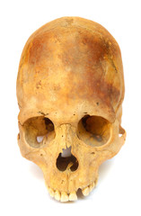 Old prehistoric human skull isolated