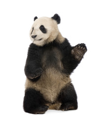 Naklejka premium Giant Panda (18 miesięcy) - Ailuropoda melanoleuca