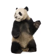 Photo sur Plexiglas Panda Panda géant (18 mois) - Ailuropoda melanoleuca