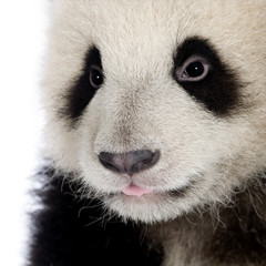 Naklejka premium Giant Panda (6 months) - Ailuropoda melanoleuca