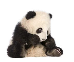 Papier Peint photo Lavable Panda Panda géant (6 mois) - Ailuropoda melanoleuca