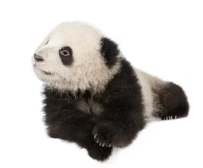Stickers meubles Panda Panda géant (6 mois) - Ailuropoda melanoleuca