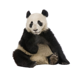 Giant Panda (18 months) - Ailuropoda melanoleuca © Eric Isselée