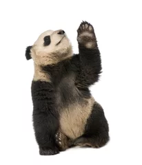 Tableaux sur verre Panda Giant Panda (18 months) - Ailuropoda melanoleuca
