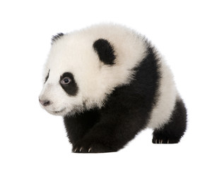 Giant Panda (4 months) - Ailuropoda melanoleuca