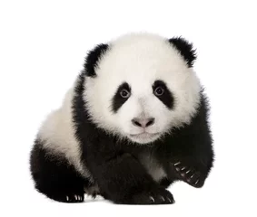 Foto auf Acrylglas Großer Panda (4 Monate) - Ailuropoda melanoleuca © Eric Isselée
